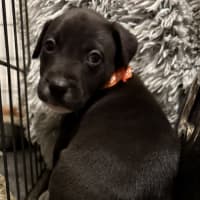 Photo of Collar Orange 