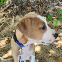 Photo of Mustard