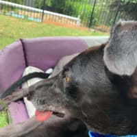 Photo of Betty, The Greyhound