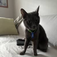 Photo of Merlot