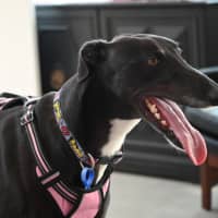 Photo of Lucy   4 Year Old Greyhound