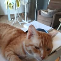 Photo of Clementine 