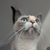 Photo of Rumi