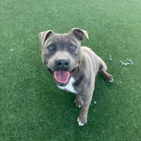 Photo of Dave Imp 678