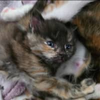 Photo of Cleo