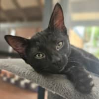 Photo of Void The Valiant