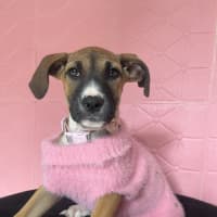 Photo of Amelia