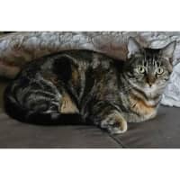 Photo of 11588   Chelsea
