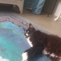 Photo of Lulu