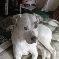 Photo of Tucker "Urgent Foster Carer Needed Asap"