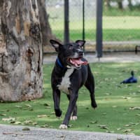 Photo of Koda