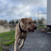 Photo of Luca 