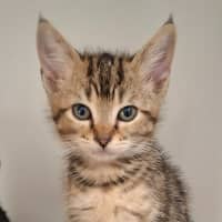 Photo of Moscow (9952)