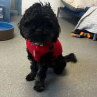 Photo of Milo