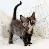 Photo of Junie