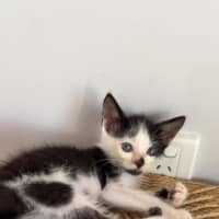 Photo of Button