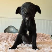 Photo of Camilla The Chicken