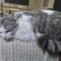 Photo of Nala