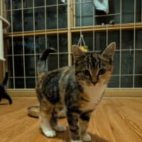 Photo of Popcorn