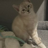 Photo of Marble