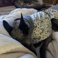 Photo of Jeff, The Greyhound