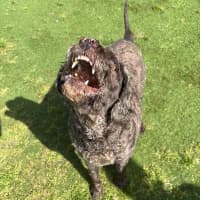 Photo of Bently