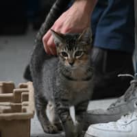 Photo of Snickers