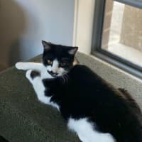 Photo of Douglas    In Foster Care In Thornbury