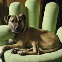 Photo of Lemon Meringue