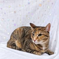 Photo of Mitsuri