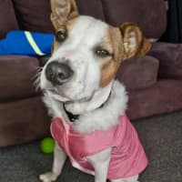 Photo of Loki