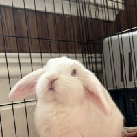 Photo of Asparagus (Bonded To Rhubarb)