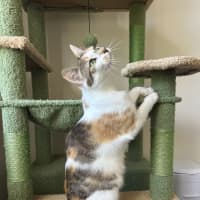 Photo of Blossom