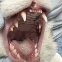 Photo of Coco