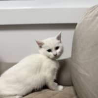 Photo of Lychee (Was Milko)