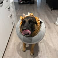 Photo of Archie