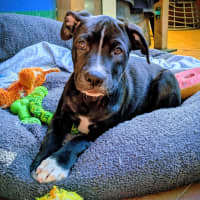 Photo of Amelia
