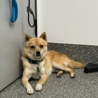 Photo of Snowy And Barney