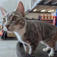 Photo of Ryder**2nd Chance Cat Rescue**