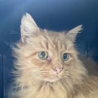 Photo of Henry