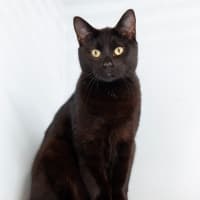 Photo of Jasper The Brave