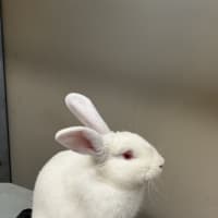 Photo of Bun Jovi
