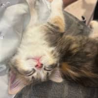 Photo of Lolly