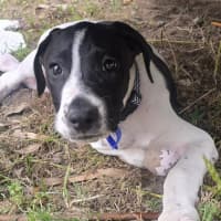 Photo of Buttons   10 Week Old Bull Arab X (Trial 6/12)