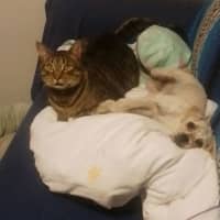 Photo of Tilly💕🐩