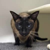 Photo of 👛 Chanel 6496 👛