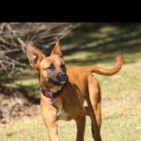 Photo of Aubrey   6 Month Old Mixed Breed