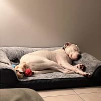 Photo of Benji