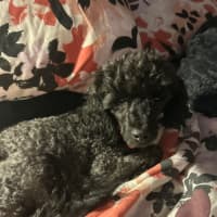 Photo of Bentley