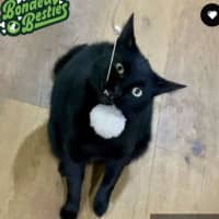 Photo of Twisty   In Foster Care In Thornbury